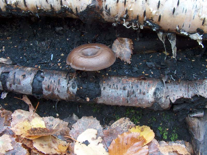 Polyporus ciliatus? (Polyporus brumalis)